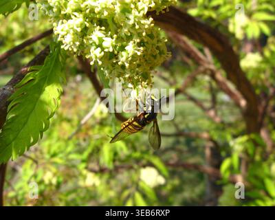 Ein Wasp-Mimik, die Eastern Hornet Fly Stockfoto