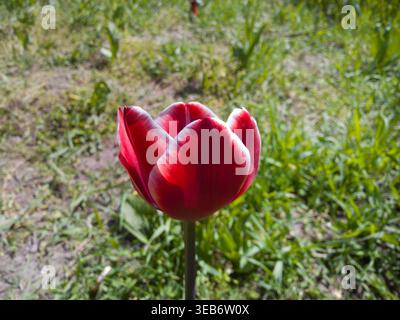 Nahaufnahme einer einzigen roten Tulpe mit weißen Kanten (Tulipa „Leen van der Mark“), die an einem sonnigen Tag auf einer grünen Frühlingswiese blüht. Stockfoto