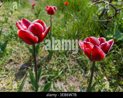 Rote Tulpen mit weißen Kanten (Tulipa „Leen van der Mark“) blühen an einem sonnigen Tag auf einer grünen Frühlingswiese. Stockfoto