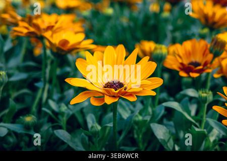 Orange Gänseblümchenblume mit grünem Hintergrund Stockfoto