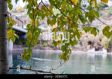 Der Junge Balsam Pappel Im River Valley Stockfoto