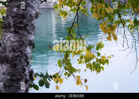 Birkenbaum Und Grüne Äste Am Farbenfrohen Fluss Stockfoto