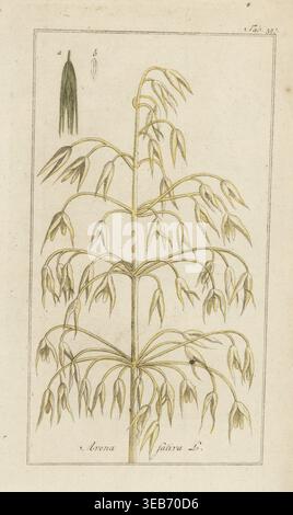 Hafer oder gemeiner Hafer, Avena sativa, Getreidegras mit Stiel und Ohr. Handkolorierter Kupferstich aus Johannes Zorns Icones plantarum medicinalium, Illustrationen von medizinischen Pflanzen, Afbeeldingen der Artseny-Gewassen, J.C. Sepp, Amsterdam, Holland, 1796. Zorn (1739–1799) war ein deutscher Apotheker und Botaniker, der durch ganz Europa auf der Suche nach Heilpflanzen reiste. Stockfoto