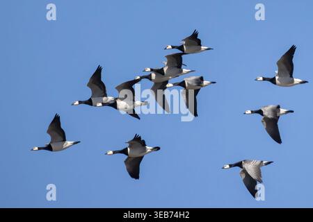 Barnacle goose Stockfoto