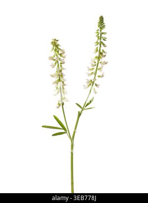 Zweig von Süßklee (Melilotus albus) mit winzigen weißen Blüten isoliert auf weißem Hintergrund. Stockfoto