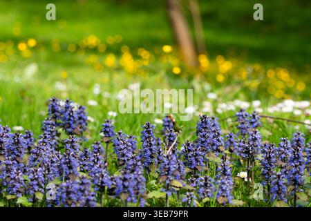Blick auf die lila Rotkehlchenblüten auf einer üppig grünen Wiese mit verschwommenen gelben Wildblumen im Hintergrund in Zagreb, Kroatien. Stockfoto
