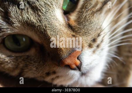 Extreme Nahaufnahme eines häuslichen Katzengesichts mit grünen Augen und detaillierter Nase und Barthaaren, das Fellstruktur und Tiermerkmale zeigt Stockfoto