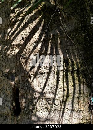 Palmstamm mit Stirnschatten, kontrastreichem Licht und Schattenmuster auf rauer Oberfläche im Close-up Copyspace Stockfoto