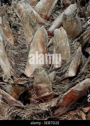 Palmstamm mit verwitterten Blattbasen und faseriger Struktur in Nahaufnahme, komplexem organischen Muster und natürlicher Textur Copyspace. Stockfoto