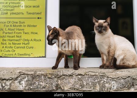 Batumi, georgia 21. april 2026: Zwei siamkatzen sitzen auf einem Betonfenster und beobachten das urbane Straßenleben in batumi, georgia, bei weichem Tageslicht Stockfoto