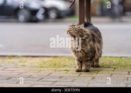 Batumi, georgia 21 april 2026: Flauschige Tabby-Katze, die weit gähnt, auf einem Bürgersteig in batumi, georgia, mit verschwommenen Autos und Stadtstraße im Hintergrund Stockfoto