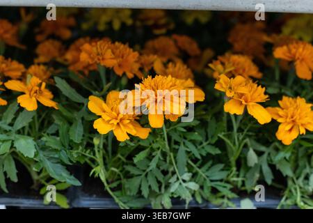 Orange Ringelblumen in einem Regal im Laden Stockfoto