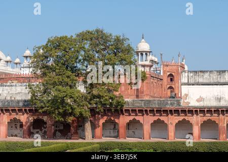 Säulenwände aus rotem Sandstein und Pavillons aus weißem Marmor von Agra Fort mit großem Baum, Agra, Indien Stockfoto