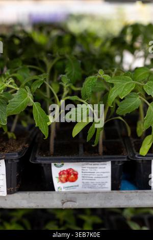 Russland, Moskau, 31. März 2026 - Tomatensämlinge in einem Topf auf dem Regal im Auchan-Laden Stockfoto