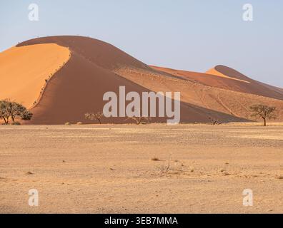 Touristen klettern die Düne 40 mit Bäumen am Boden in der Namib-Wüste, Namibia, Afrika Stockfoto