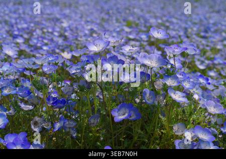 Blauer Nemophila-Blüten (Baby-blaue Augen) in voller Blüte im Hitachi Seaside Park, Hitachinaka, Präfektur Ibaraki, Japan, ein berühmter Frühlingsflock Stockfoto
