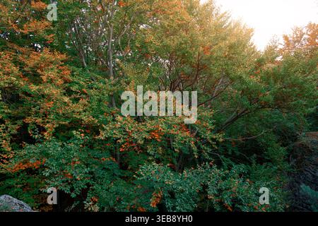 Goldene Sonnenstrahlen beleuchten ein lebendiges Walddach, das den Übergang von grünen zu gelben Blättern im Herbst zeigt Stockfoto