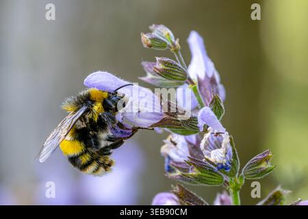 Hummel, feine Makrodetails in einer natürlichen Umgebung, Ain Draham, Tunesien, 21. April 2024 Stockfoto