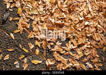 Blick von oben auf goldbraune, getrocknete Blätter, die auf dunklem Gartenboden in Auckland verstreut sind Stockfoto