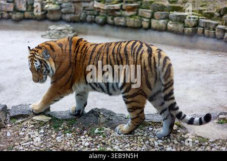 Majestätischer sibirischer Tiger auf felsigem Boden Stockfoto