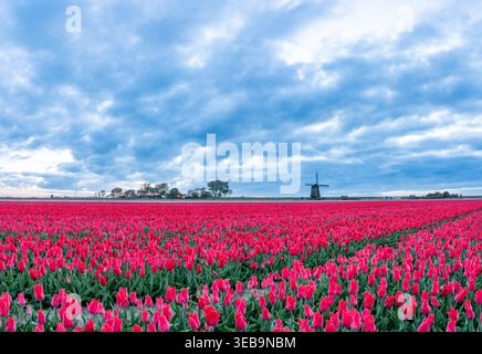 In den Niederlanden gibt es Felder mit Tausenden von Tulpen, die eine Windmühle haben Stockfoto