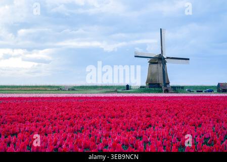 In den Niederlanden gibt es Felder mit Tausenden von Tulpen, die eine Windmühle haben Stockfoto