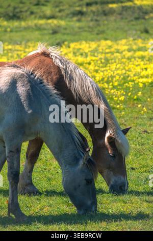 Blick auf zwei Pferde, die auf einer üppig grünen Wiese mit gelben Wildblumen weiden, in Quinta do Pisao Alcabideche, Lisboa, Portugal. Stockfoto