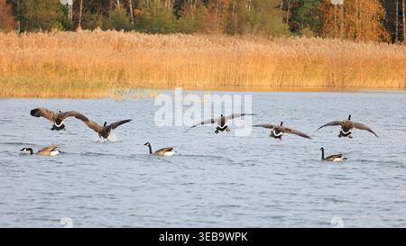 Kanadiengänse, die vom See mit Herbstschilf abheben Stockfoto
