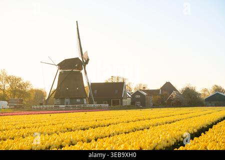 In den Niederlanden gibt es Felder mit Tausenden von Tulpen, die eine Windmühle haben Stockfoto