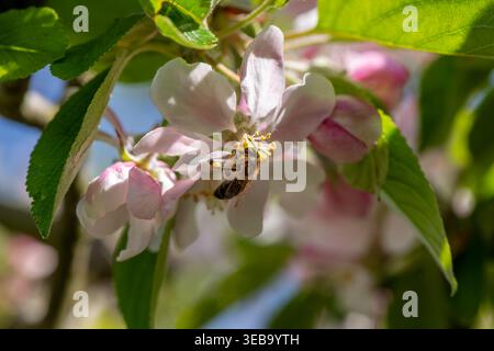 Honigbiene und Apfelbaum blühen Stockfoto