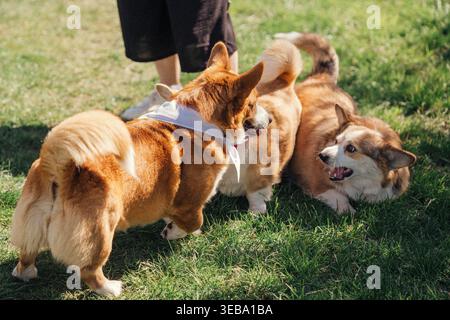 Zwei Corgis spielen an einem sonnigen Tag auf grünem Gras in einem Park, während die Menschen in der Nähe den Nachmittag genießen Stockfoto