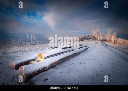 Gefällte Buchenstämme in der Winterlandschaft Stockfoto