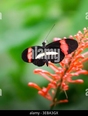 Postbote Schmetterling auf orangen tropischen Blüten. Stockfoto