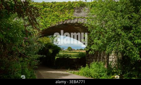 Eine alte, mit Efeu bedeckte Steinbogenbrücke über eine ruhige ländliche Gasse in Irland. Stockfoto