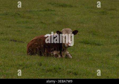 Eine junge braune und weiße Hereford-Kuh, die auf einer grünen Wiese in Irland ruht. Stockfoto