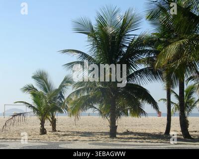 Kokospalmen, Strand, Copacabana, Rio de Janeiro, Brasilien Stockfoto