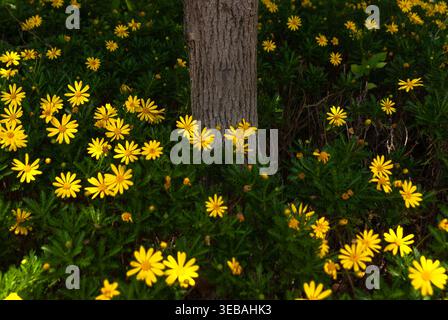 Dichte Ansammlung von gelben Blüten, die in einem Park blühen Stockfoto