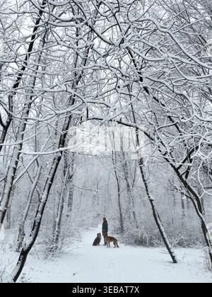 Person steht mit zwei Hunden, Deutscher und Australischer Schäferhund, auf einem verschneiten Waldweg. Friedlicher Winterspaziergang und Verbindung mit den Hunden in der Natur. Stockfoto