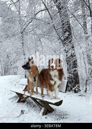 Deutscher und australischer Schäferhund sitzen auf einer Holzbank im verschneiten Wald. Gleichgewichts- und Trainingsaktivität für Hunde im Winterpark. Stockfoto