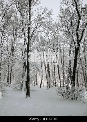 Schneebedeckter Wald mit sanftem Licht, das durch winterliche Bäume am Abend scheint. Atmosphärische Landschaft, die die kalte Jahreszeit und eine friedliche Naturszene zeigt. Stockfoto