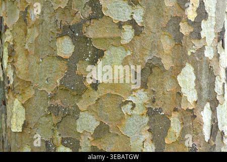 Nahaufnahme der melierten Rinde auf Platanus x hispanica oder London Plane Tree UK April Stockfoto