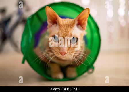 Die Ginger sphynx-Katze blickt aus einem leuchtend grünen Spieltunnel hervor, sieht aufmerksam und bereit für Interaktion aus und hebt ihre einzigartigen Eigenschaften und ihre fesselnde Persönlichkeit hervor Stockfoto