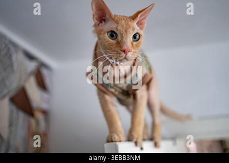 Sphynx-Katze in einem gemütlichen Pullover mit auffälligen grünen Augen, stehend auf einer weißen Oberfläche und schaut sich ein stilvolles, neugieriges Begleitporträt mit elegantem, verspieltem Charme an Stockfoto