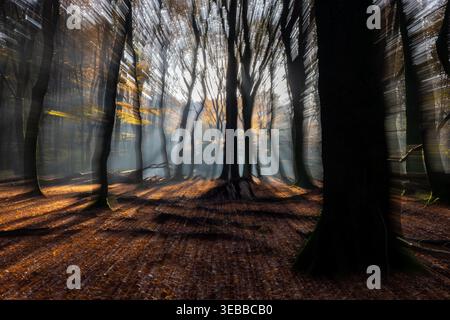 Sonnenaufgang durch Morgennebel im Wald Stockfoto