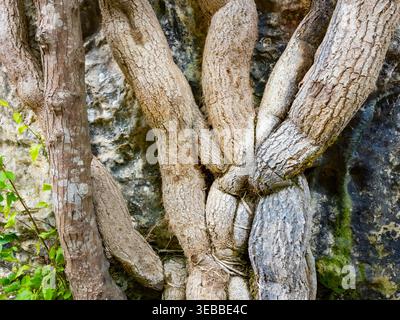 Detail Seven Waterfalls Wander Trail (Staza 7 slapova) in Buzet, Istrien, Kroatien, Europa Stockfoto
