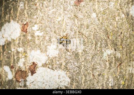 Batman Hoverfly (Myathropa florea) auf einem Baumstamm in Richmond Park, Surrey Stockfoto