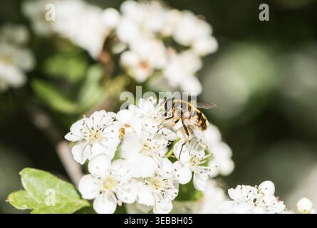 Batman Hoverfly (Myathropa florea) auf der Suche nach Weißdornblüten im Richmond Park, Surrey Stockfoto