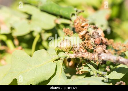 Der Neuroterus quercusbaccarum auf einem Eichenblatt in Richmond Park, Surrey Stockfoto