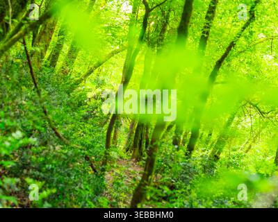 Wanderweg der sieben Wasserfälle (Staza 7 slapova) in Buzet, Istrien, Kroatien, Europa Stockfoto