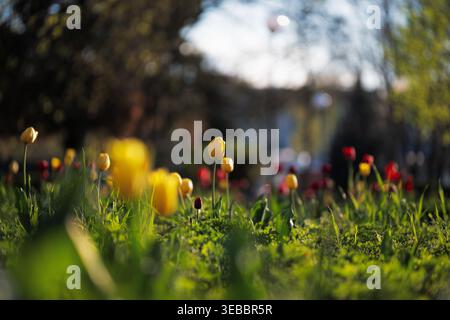 Schöner städtischer Garten mit blühenden Blumen in warmer Abendsonne. Gelbe und rote Tulpen blühen in einem Stadtpark bei Sonnenuntergang, geringer Blickwinkel. Stockfoto